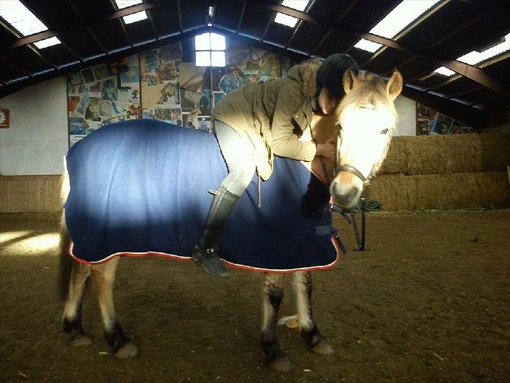 Fjordhest Ronaldo - Halløjsovs og velkommen til Ronaldos profil! 8D

Fotograf: Annette billede 2