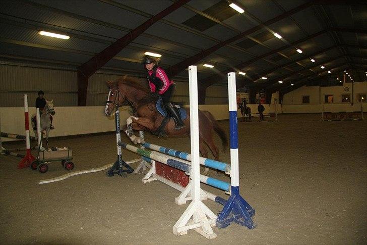 Welsh Cob (sec D) Ramona billede 1