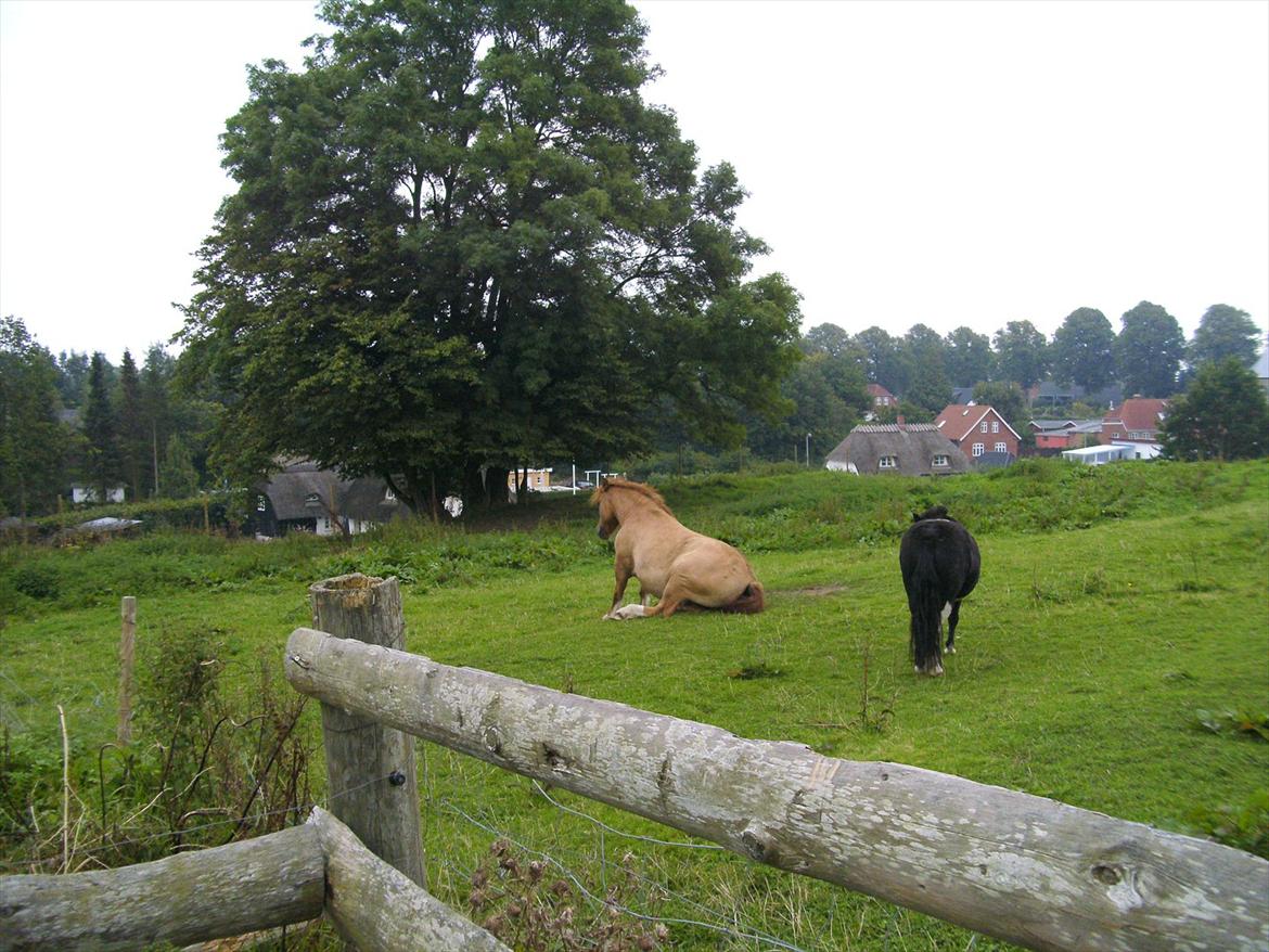 Anden særlig race Bertram - Tosse!! Han kan sidde længe, bare og kigge ude på marken. billede 3