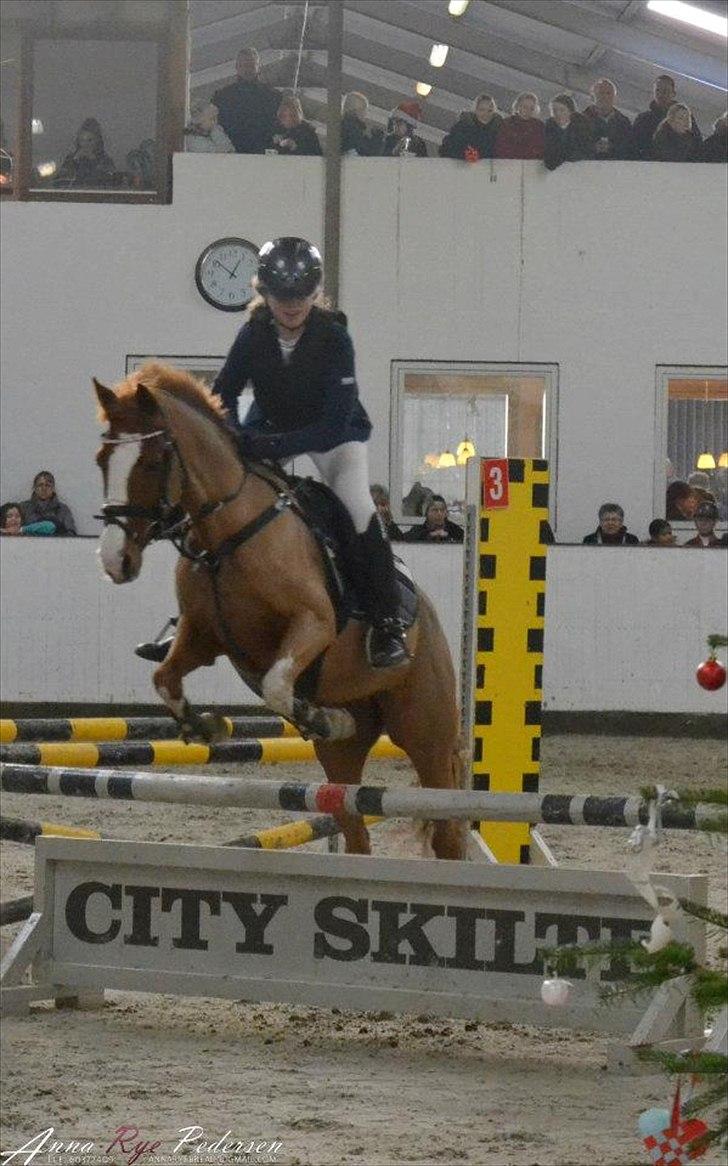 Welsh Cob (sec D) Ramona billede 2