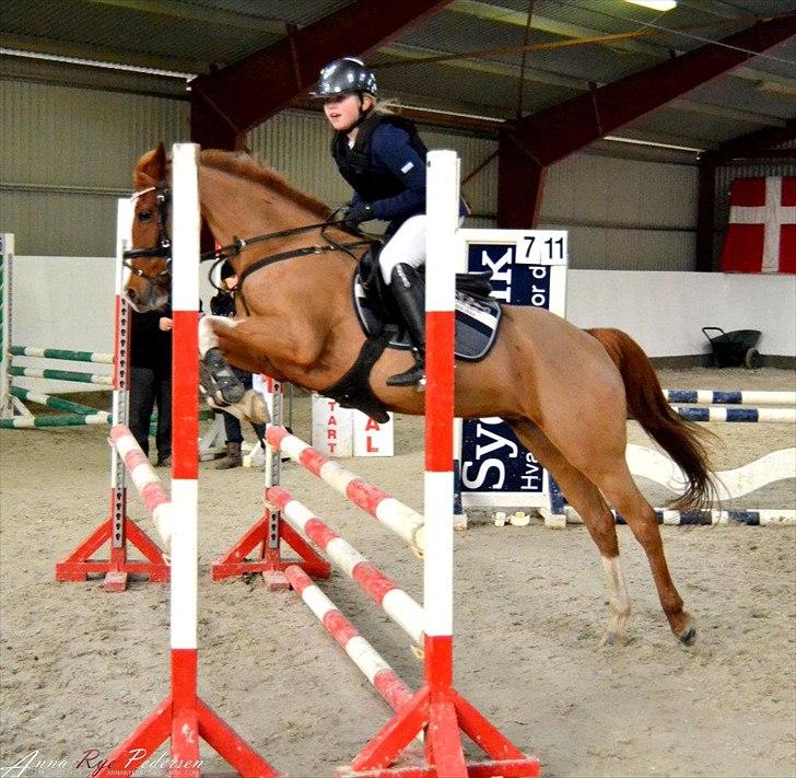 Welsh Cob (sec D) Ramona billede 3