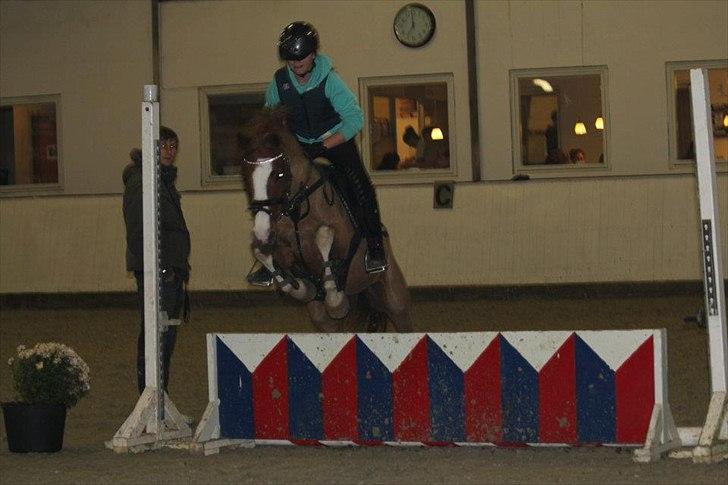 Welsh Cob (sec D) Ramona billede 4