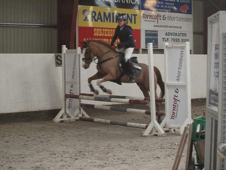 Welsh Cob (sec D) Ramona billede 5