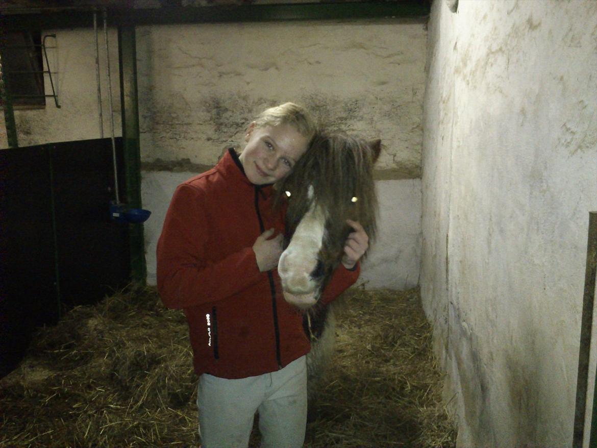 Shetlænder Prins Ludwig - Ludwig og hans part :-) ♥ billede 14