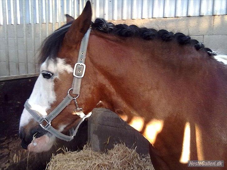 Anden særlig race Blanding - Aladdin <3 - se min frisure! er den ikke fin? xD billede 5