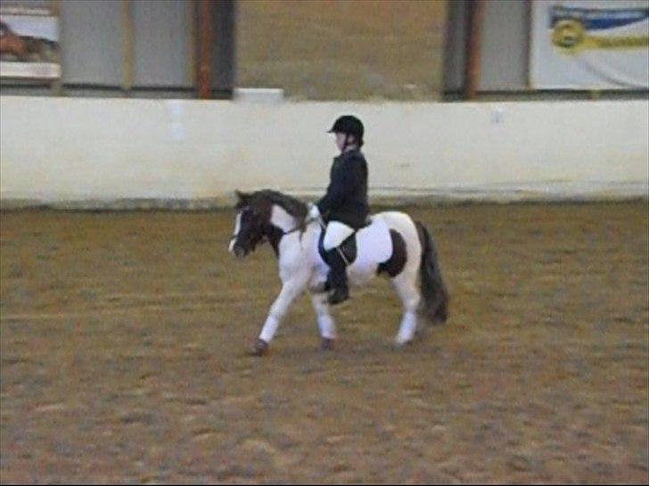 Shetlænder Prins Ludwig - LD2<3 med den daværende part ;D billede 12