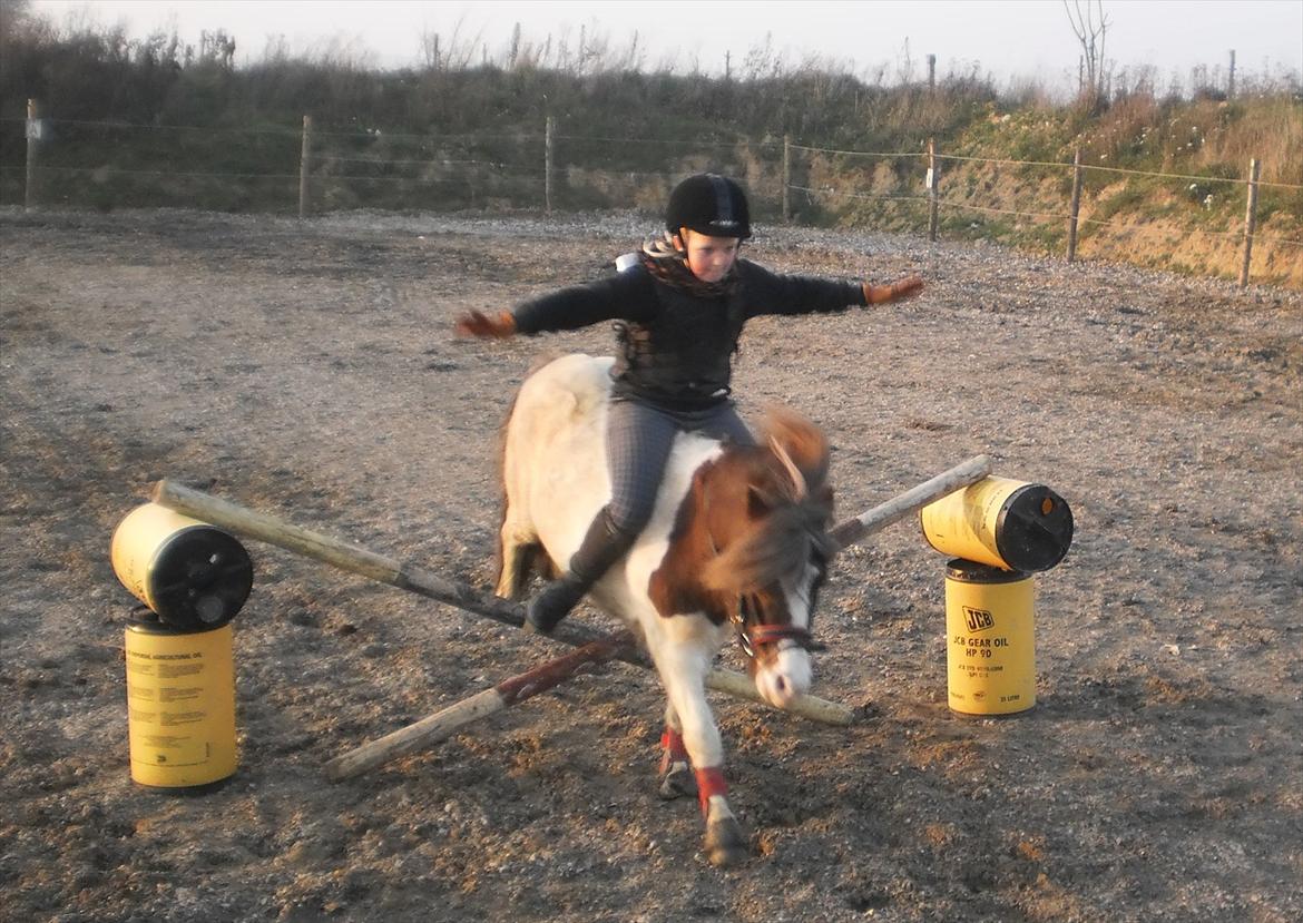 Shetlænder Prins Ludwig - Spring uden hænder og sadel!!! :-O <3 billede 9