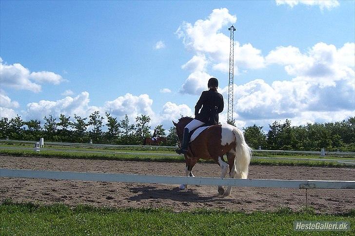 Anden særlig race Blanding - Aladdin <3 - dejlig stævne dag, jeg var så dygtig <3 pinse stævne, Thorcup.. læg mærke til den flotte baggrund. den står godt til... øh, ja, flotte mig! ;D billede 16