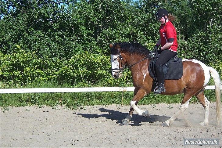 Anden særlig race Blanding - Aladdin <3 - en lille galop.. Sofie, jeg gider jo ikke lave noget når det er så varmt! billede 4