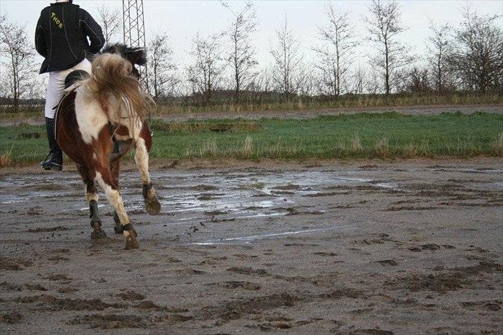 Anden særlig race Blanding - Aladdin <3 - så er jeg her som de fleste kender mig... sød, til at stole på, flot, veltrænet, og jeg kunne fortsætte i en evighed! xD billede 6