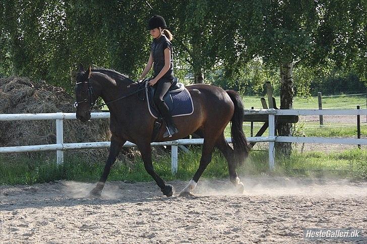 Anden særlig race  Lopez  billede 9