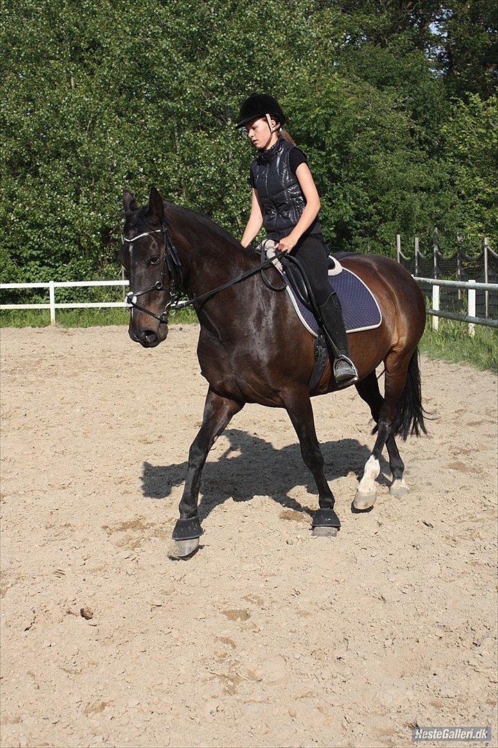 Anden særlig race  Lopez  billede 10