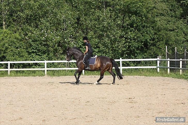 Anden særlig race  Lopez  billede 11