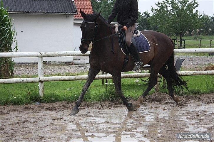 Anden særlig race  Lopez  billede 13