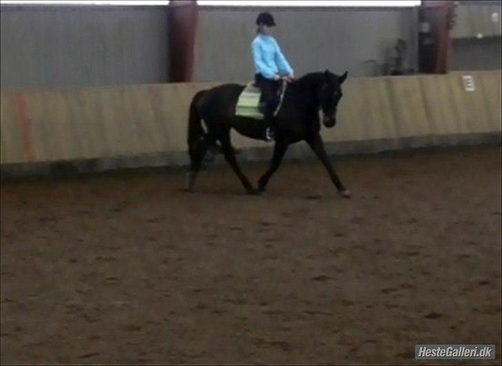 Anden særlig race  Lopez  billede 14