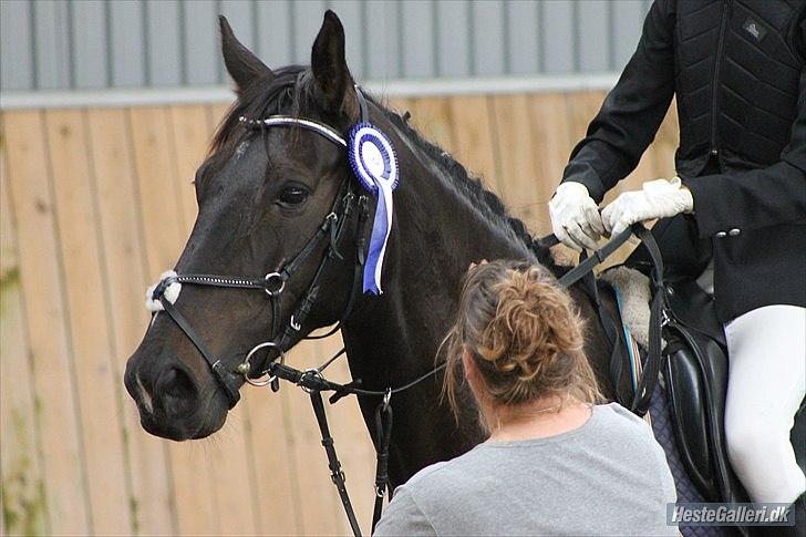 Anden særlig race  Lopez  billede 16