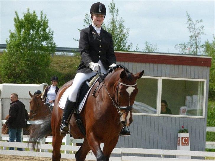 Anden særlig race Nico billede 4