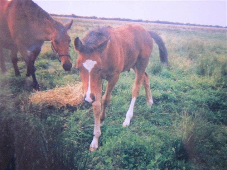 Anden særlig race Nico - Nico som føl. billede 6