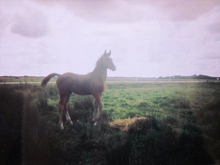 Anden særlig race Nico - Nico som føl billede 7