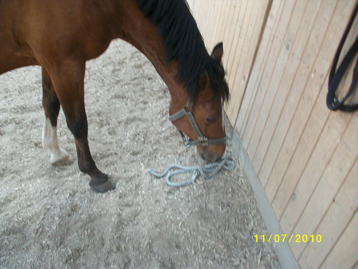 DSP zippo 'aflivet' billede 14