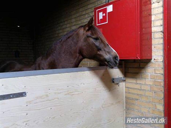 New Forest sherry <3 (R.I.P miss you elskede prinsesse) billede 1