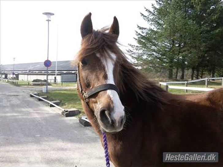 New Forest sherry <3 (R.I.P miss you elskede prinsesse) billede 2