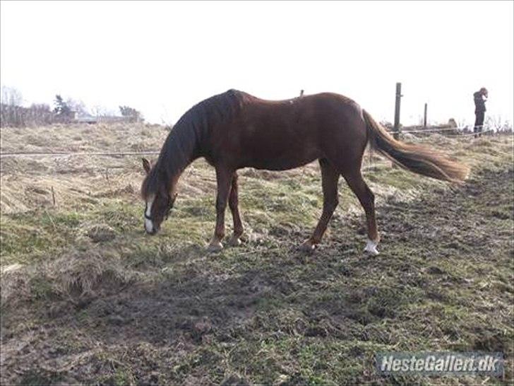New Forest sherry <3 (R.I.P miss you elskede prinsesse) billede 4