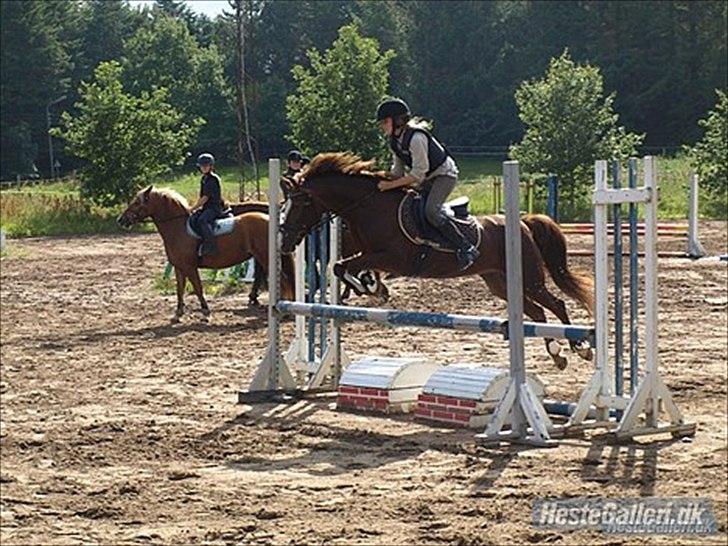 New Forest sherry <3 (R.I.P miss you elskede prinsesse) billede 6