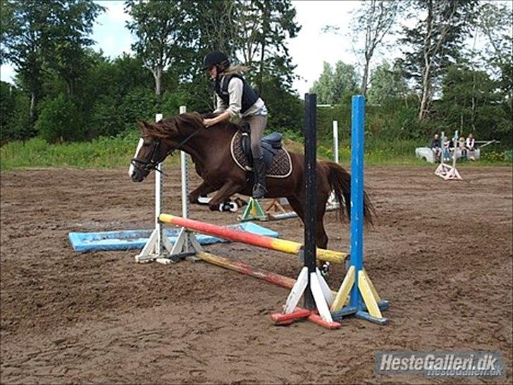 New Forest sherry <3 (R.I.P miss you elskede prinsesse) billede 8