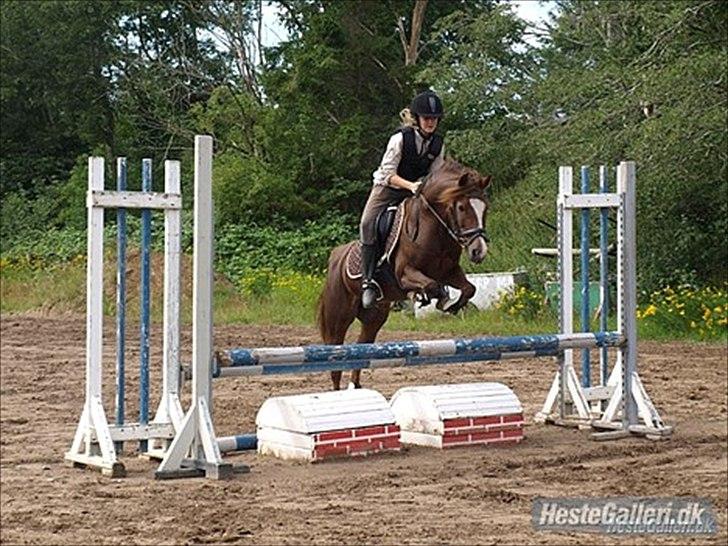 New Forest sherry <3 (R.I.P miss you elskede prinsesse) billede 9