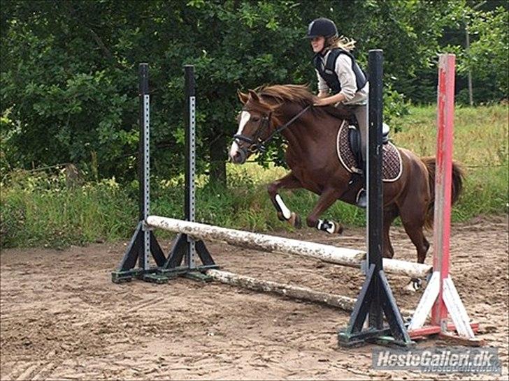 New Forest sherry <3 (R.I.P miss you elskede prinsesse) billede 10