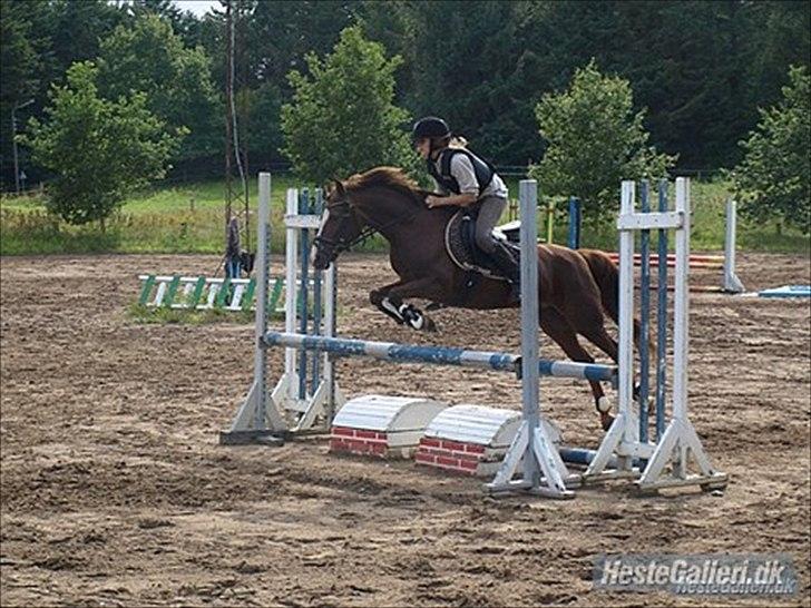 New Forest sherry <3 (R.I.P miss you elskede prinsesse) billede 11