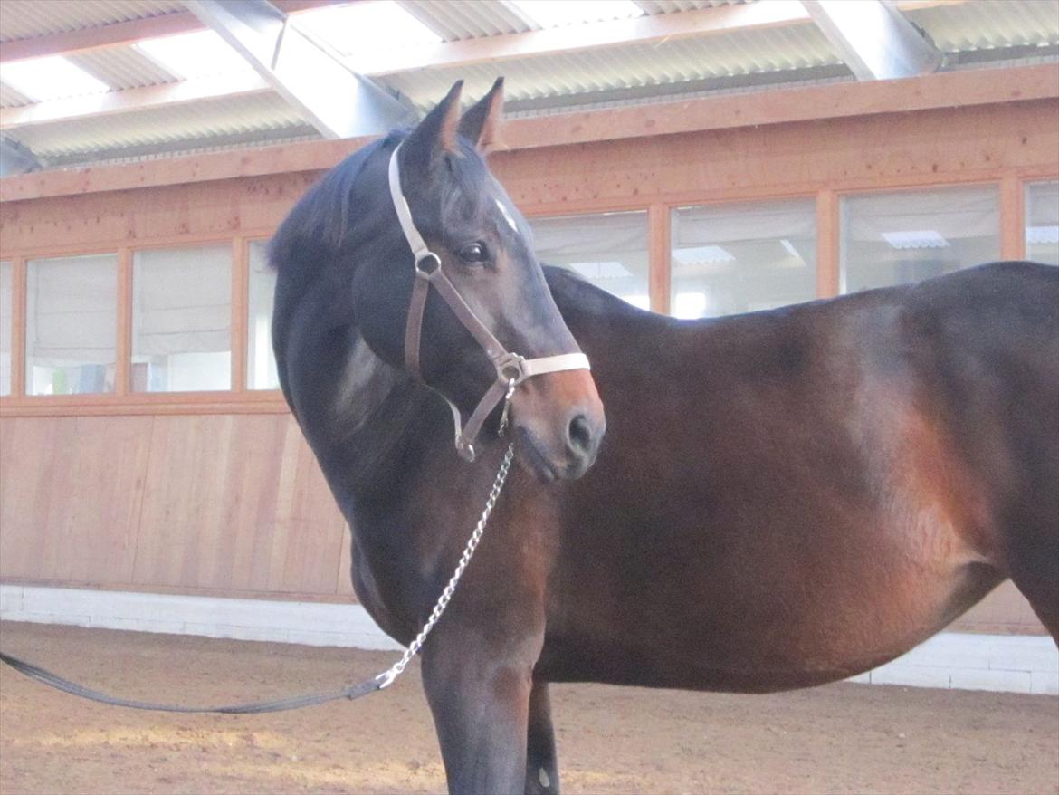 Oldenborg Aliczee - Dejlige Aliczee <3 billede 10