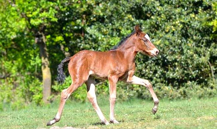 Mangalarga Marchador Girada vom Cassenshof - i Tyskland.  billede 17