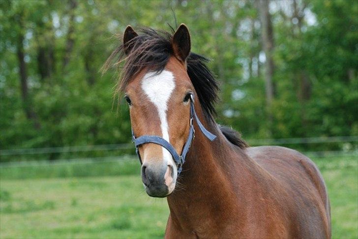 New Forest Remontes Free Fantasy - Min bassedreng!*-:

Foto; Tidliger ejer!<3 billede 19