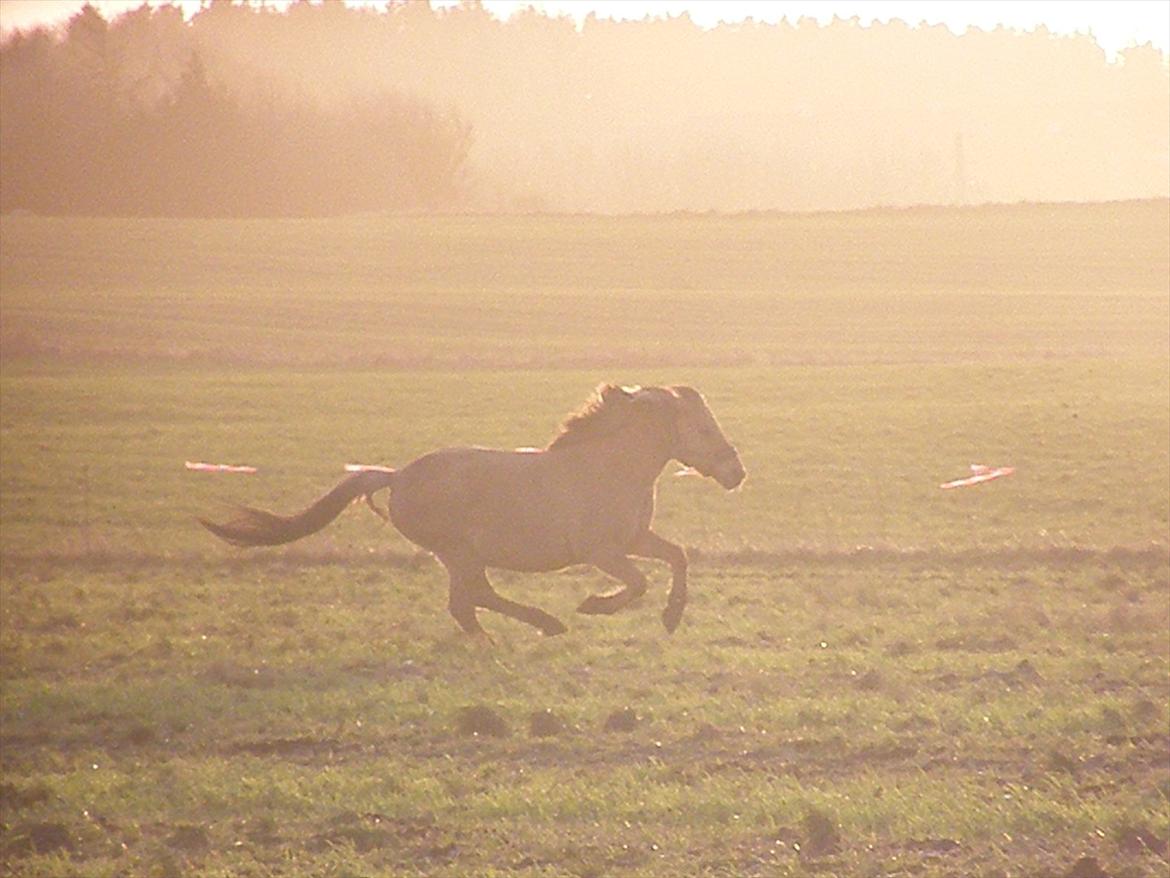 Anden særlig race Cajsa<3! *SOLGT :(* - Cajsa på safari! :D hun ligner en løve!<3 billede 5