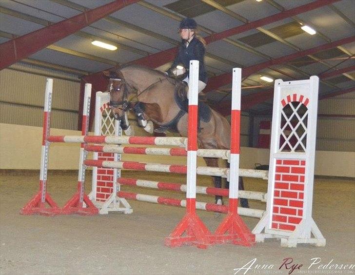 Anden særlig race Fighter (solgt) ;/ - Springer 110 cm :-)
ved godt at jeg skal ''ligge'' over ham på springet men jeg arbejder på det!:)
Foto: anna rye pedersen billede 2