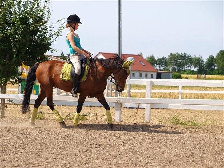 Anden særlig race Fighter (solgt) ;/ - Undevisning hos Pernille Thomsen :-)
Foto: Kusine billede 8