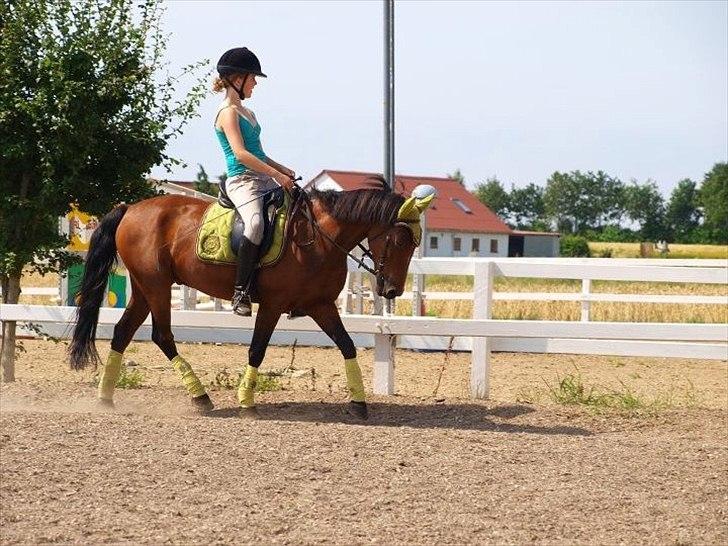 Anden særlig race Fighter (solgt) ;/ - Undevisning hos Pernille Thomsen :-)
Foto: Kusine billede 8