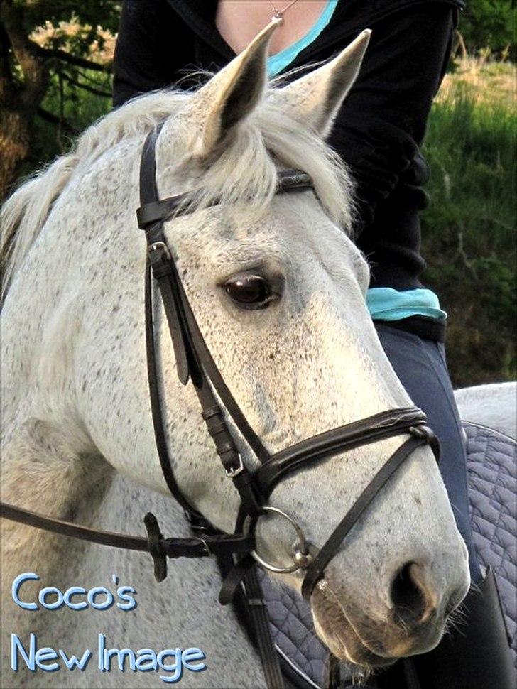 Anden særlig race COCO'S NEW IMAGE~Soulmate - <3
Foto: Mette Andersen. billede 5