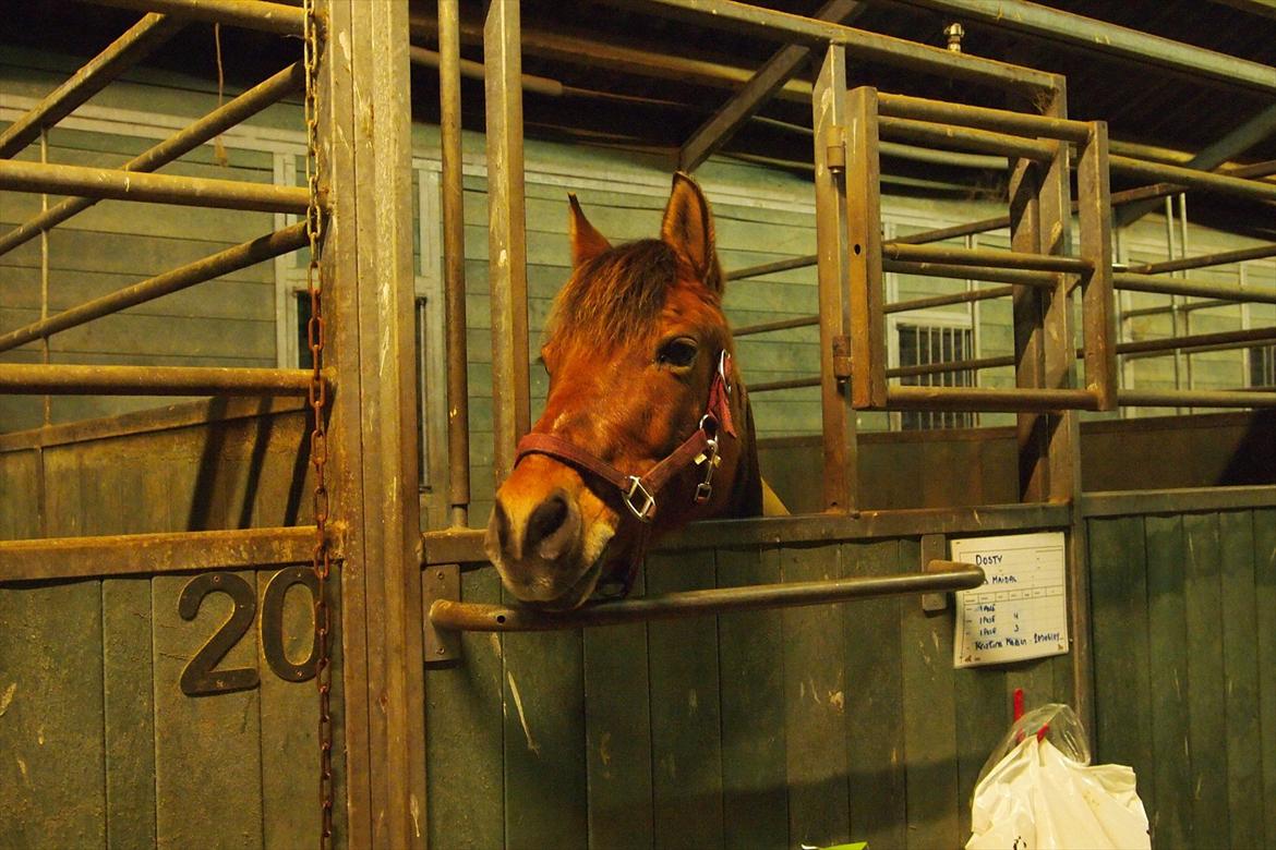 Anden særlig race Dosty - Sådan kigger han altid ud når vi kommer <3 billede 13