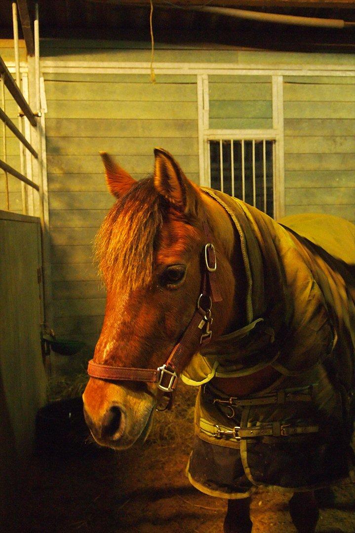 Anden særlig race Dosty - Han er da sød! <3 billede 14