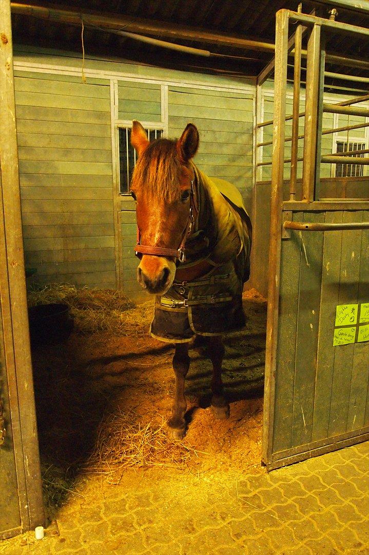 Anden særlig race Dosty - Trætte pony, orrrrrrker ingenting :D billede 15