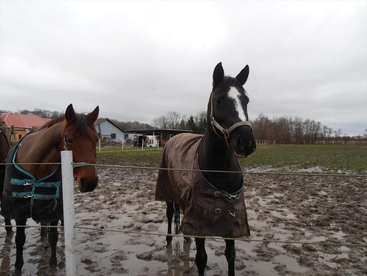 Dansk Varmblod Akido billede 10