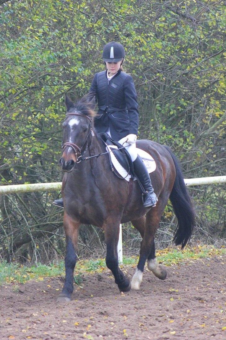 Anden særlig race Speedy RDH [Red] billede 4