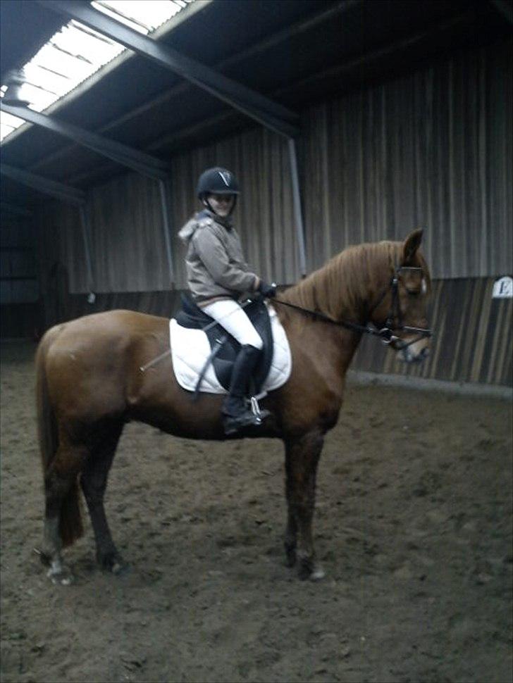 Anden særlig race Casmir billede 27