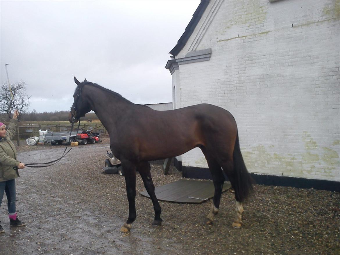 Dansk Varmblod Lucky Star AS  *Solgt* - Lucky d. 8/1 2012 billede 17