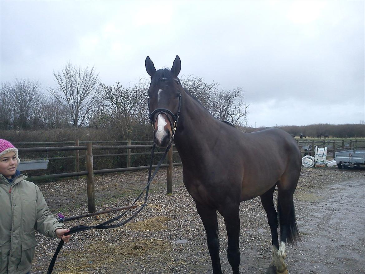 Dansk Varmblod Lucky Star AS  *Solgt* - Lucky d. 8/1 2012 billede 18