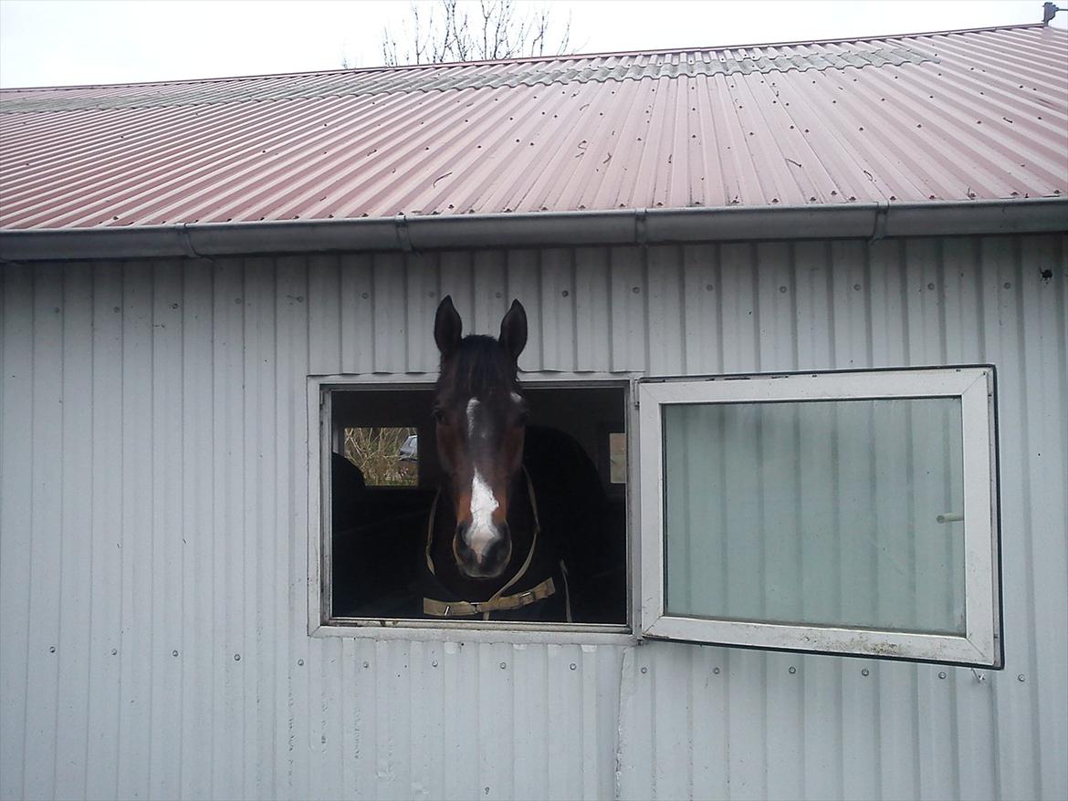 Dansk Varmblod Lucky Star AS  *Solgt* - Hejsa !!!

Lucky d. 8/1 2012 billede 19