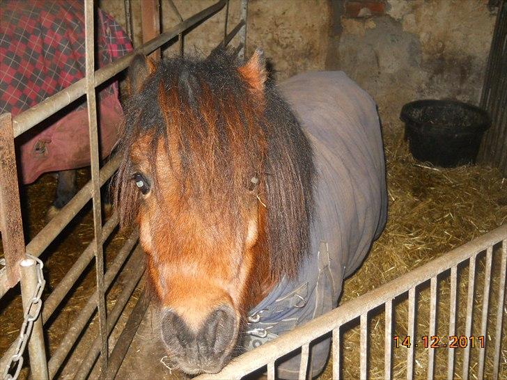 Shetlænder Spivrit<3 - 14) billede 14